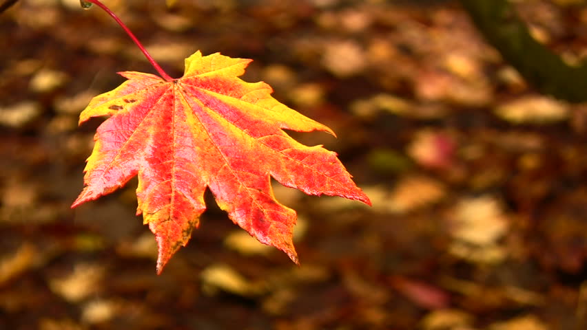 HD 1080i shot of rain continuously  falling around a fiery Autumn leaf.