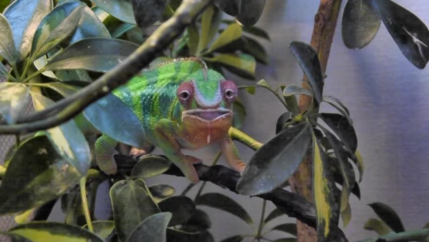 Chameleon Shooting Tongue