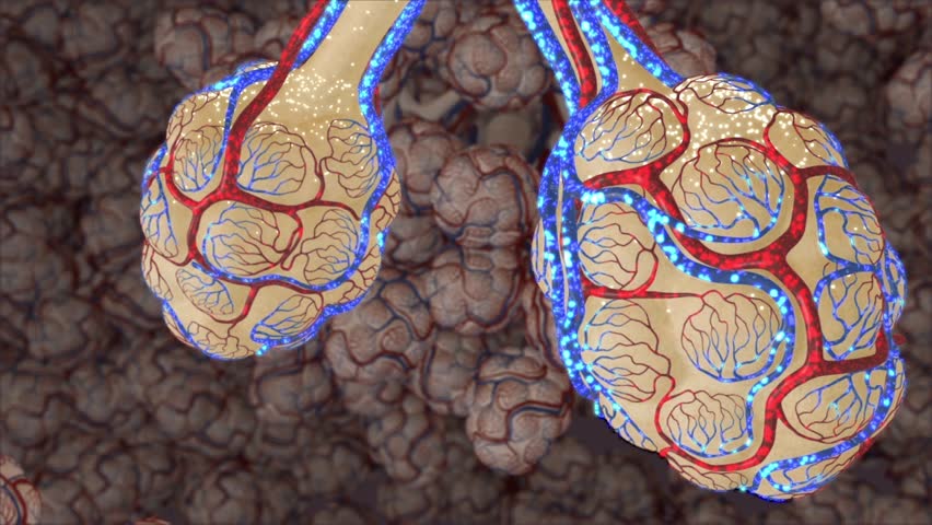 The action of breathing at the microscopic alveolar level showing how oxygen diffuses down and enters the blood of the pulmonary capillaries