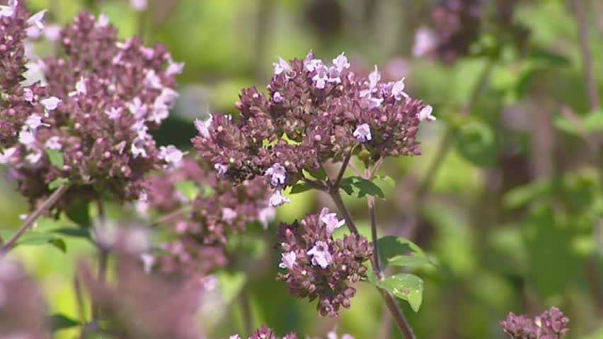 Origanum vulgare - close up. Oregano or Wild Marjoram is an important culinary herb, used for the flavor of its leaves