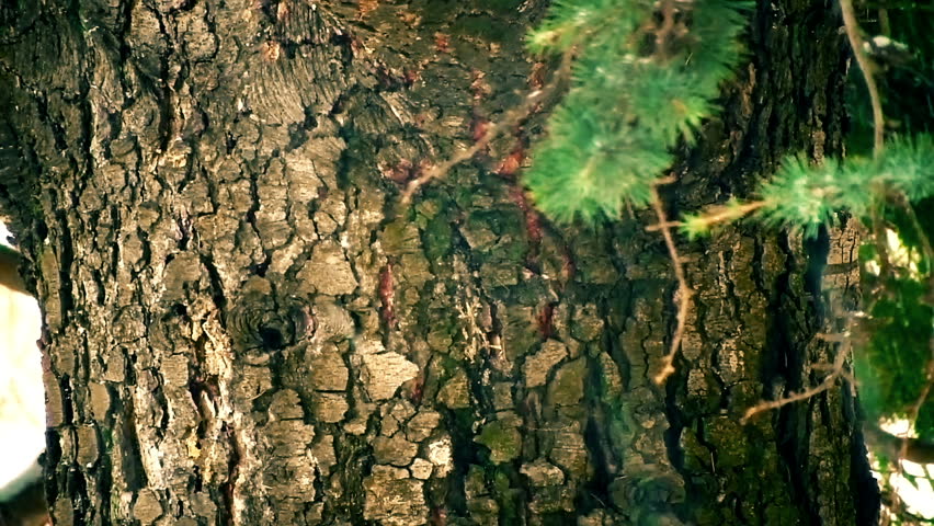 Cedar tree bark in the winter
