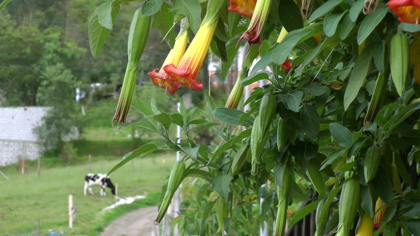 Grazing Andean Ecuador cow and flowering Brugmansia sanguinea (aka Trompetero rojo, Red Angels Trumpet, Red Datura, Eagle Tree), a high-altitude tree / shrub in Cuenca, Ecuador.  Poisonous, if eaten.