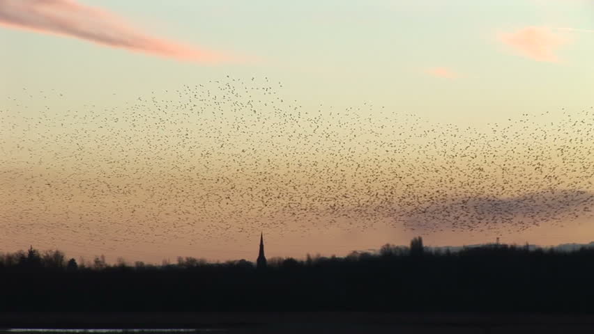 Nature at its magnificent as large flock of birds fly in the sunset