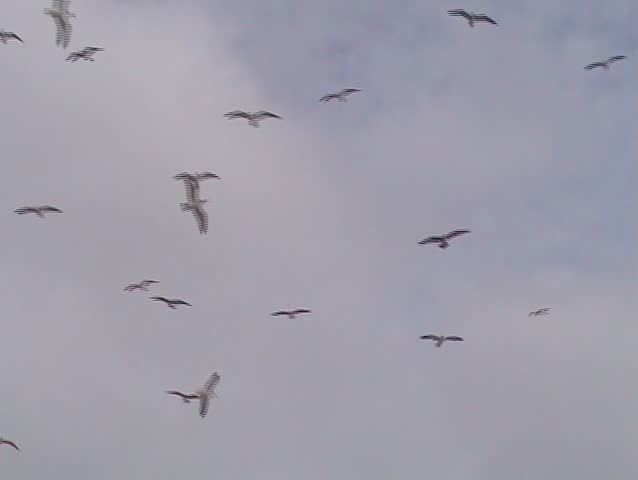 Large flock of gulls flying in beach