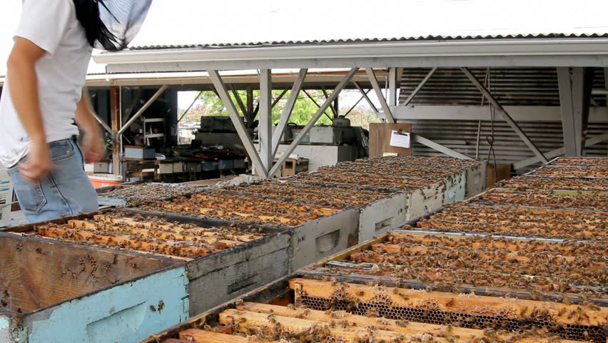 Beekeeper working with bee frames at a bee farm in Hawaii