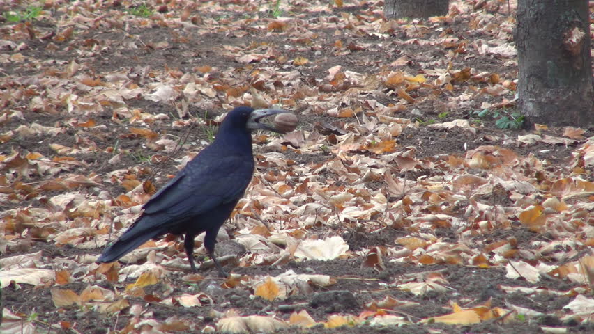 Crow Carrying a Nut in Beak, Hungry Crow with a Nut in Her Beak