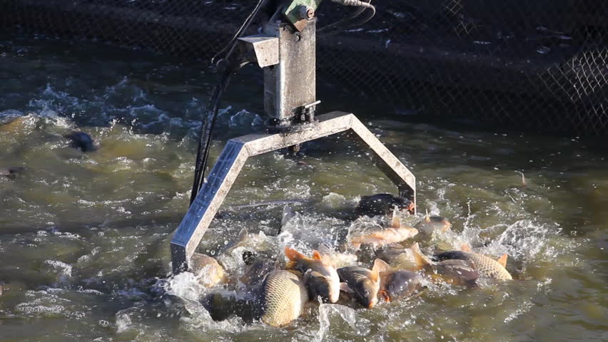 Fishing Industry - Fishermen catch a freshwater fish from the fish pond with agricultural machinery and prepare for sort and sale