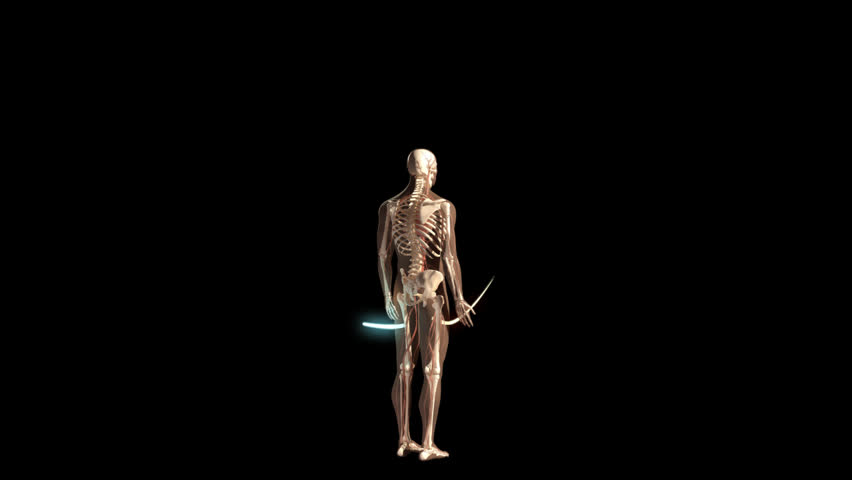 3D video displaying five eighths clockwise rotational visualisation of human man anatomical model showing full body skeleton, nerves and coloured lines moving against black background