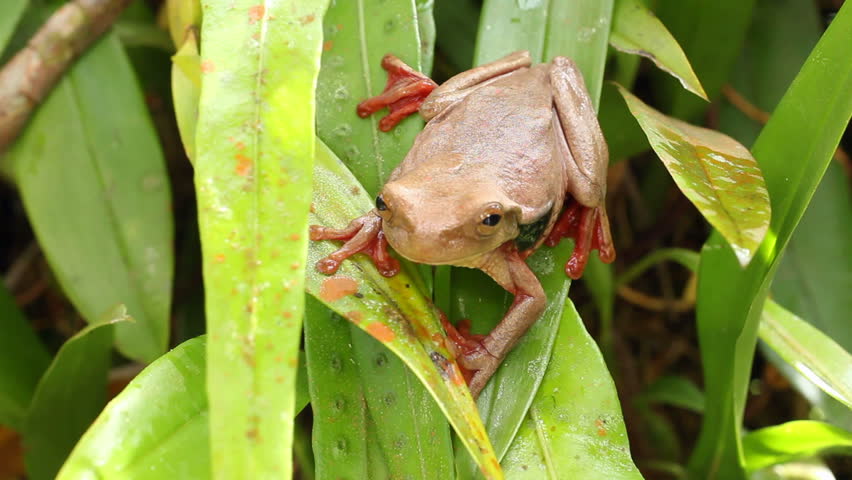 Suriname Golden-eyed Treefrog (Trachycephalus coriaceus) on the leaves of an epiphytic orchid in the rainforest understory, Ecuador