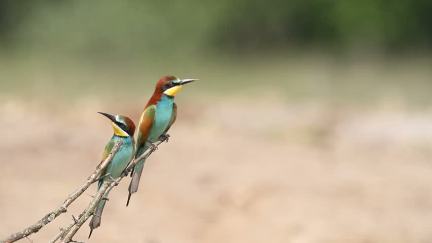 Birdlife the Great Hungarian Plain, Puszta, flood plain forrest, grasslands and sand-dunes, wetlands