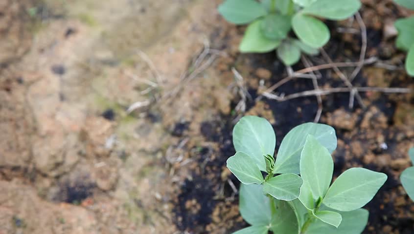 broad bean sapling in the garden