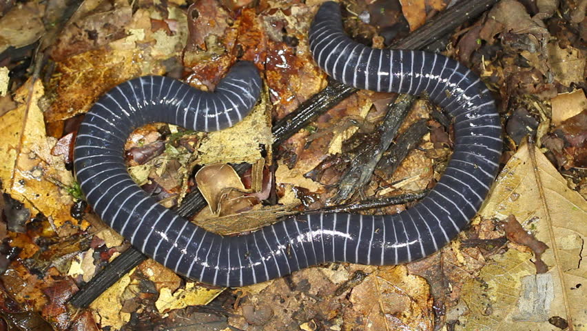 Ringed Caecilian (Siphonops annulatus) on the rainforest floor, Ecuador