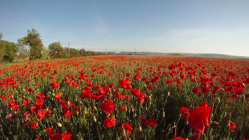 Field of blossoming poppies on a sunny day.