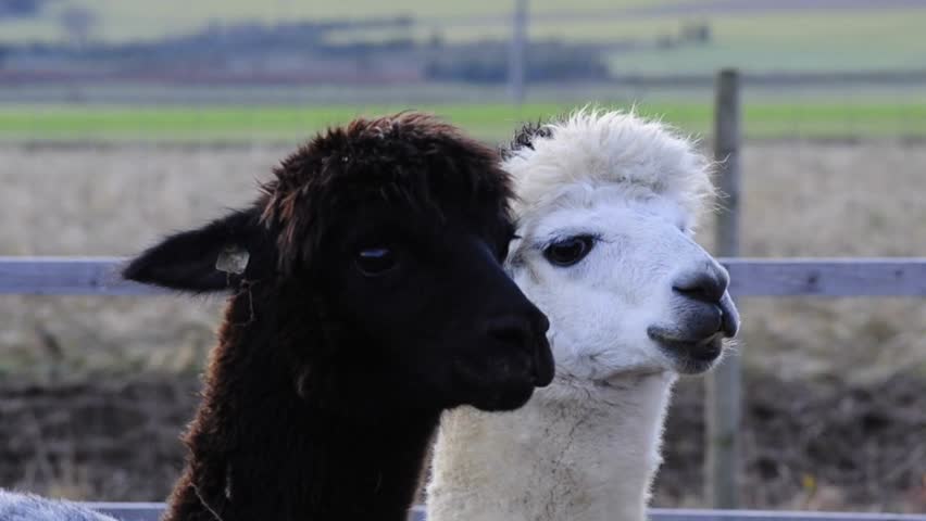 black and white alpaca