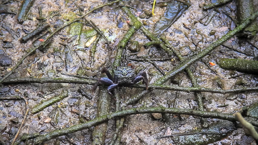 Crab Mangrove forest/Crab in mangrove forest