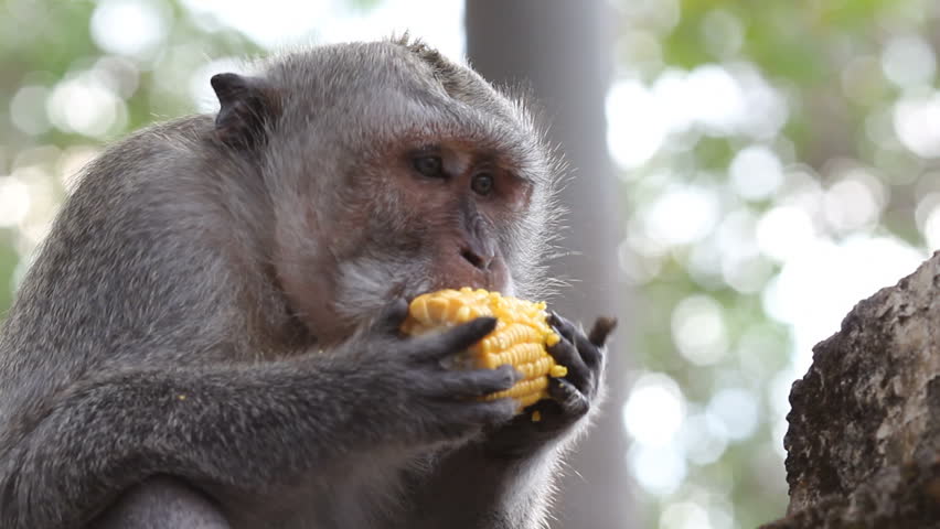 Monkey enjoys nibbling corn