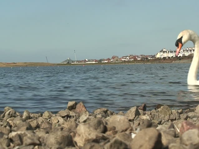 Low down close up of a white swan. 16-9 anamorphic widescreen