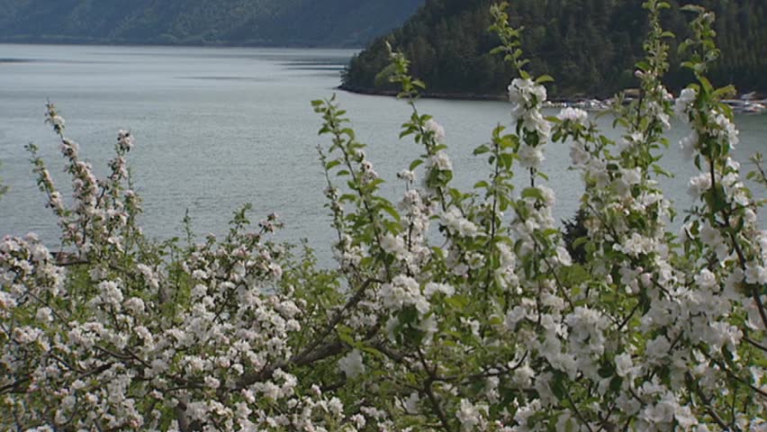 SOGNEFJORD, NORWAY: fjord behind orchard + fruit blossoms - close up. Sognefjord in Norway is the third longest fjord in the world
