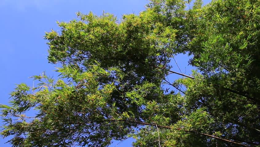 Bamboo leaves moving by the wind