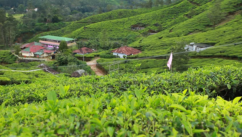 Landscape of green tea plantations. Munnar, Kerala, India