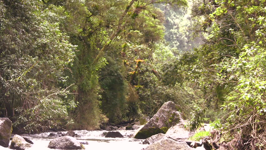 Stream running through cloudforest in Ecuador