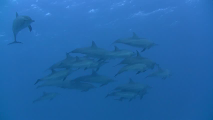Dolphin shoal in the Red Sea, Egypt