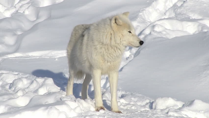 Arctic wolf with scars standing and looking at the camera