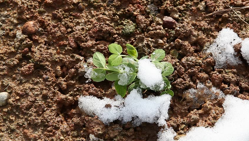 pisum sapling in the field with white snow