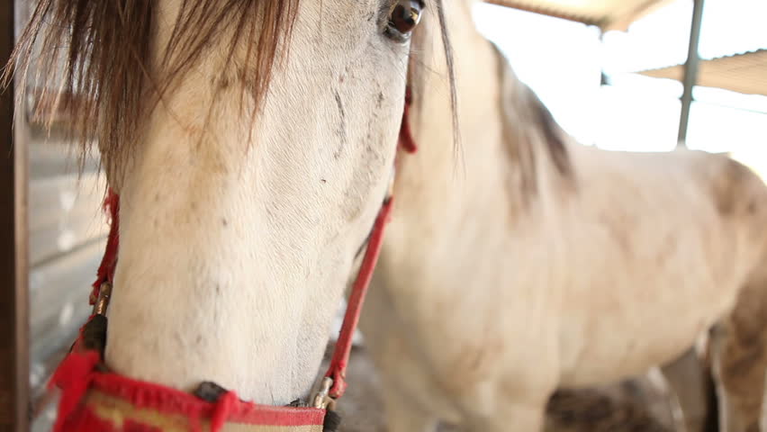 Close up of peaceful Spanish Horses (Andalusian Horses) resting inside their barn 