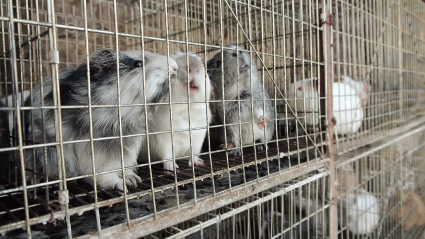 Guinea Pigs Caged Waiting for Feed.