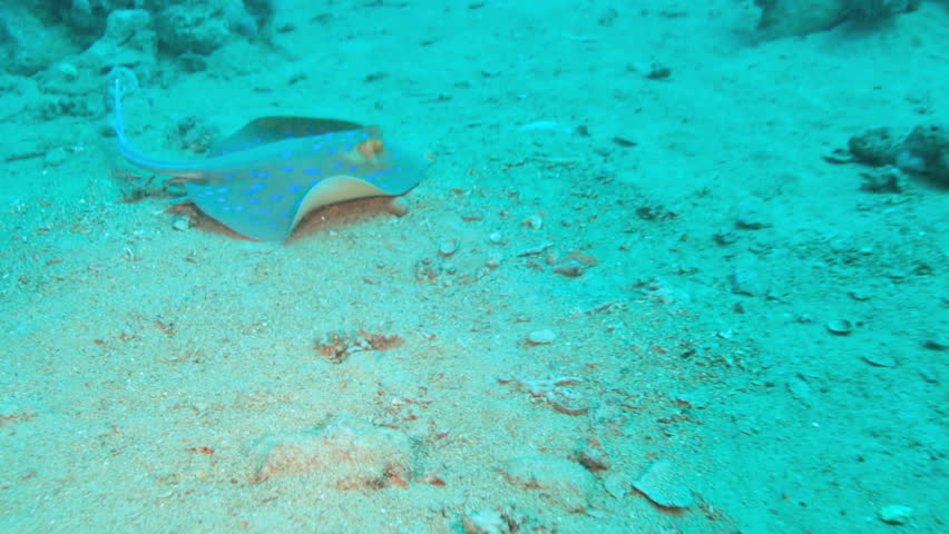 Stingray swims on the coral reef. Red sea.