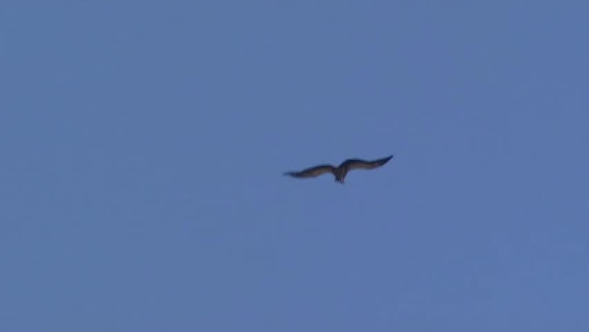 VERDON GORGE, FRANCE: griffon vulture in flight + lands on rock wall.