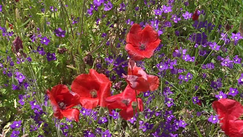 PROVENCE, FRANCE: alpine meadow with poppies & European Venus' looking glass blooming in French Alps. The Route Napoleon leads from the French Riviera to the southern Pre-Alps.