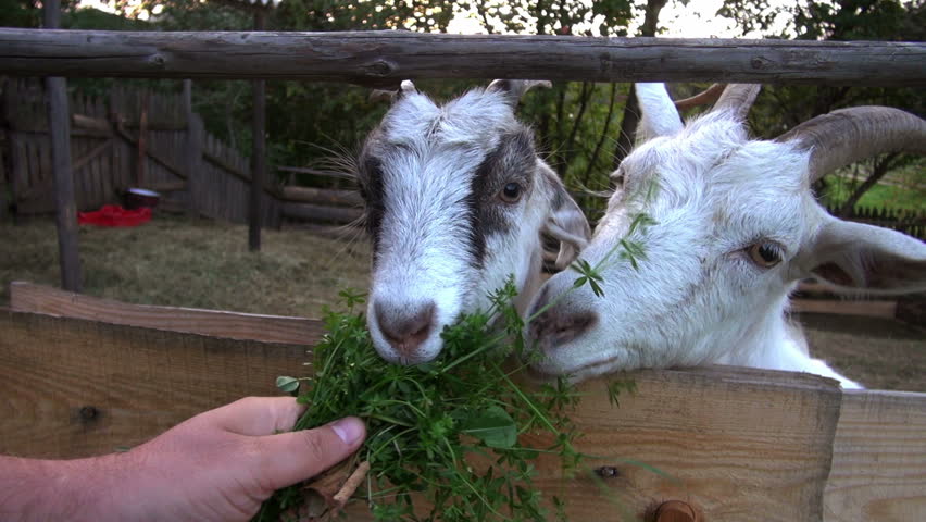 goat farming. feeding goats greens.