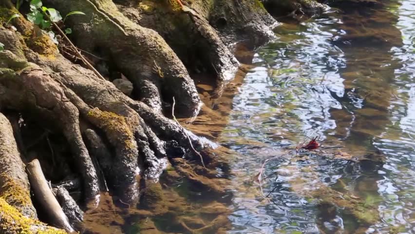 Small forest creek with roots.