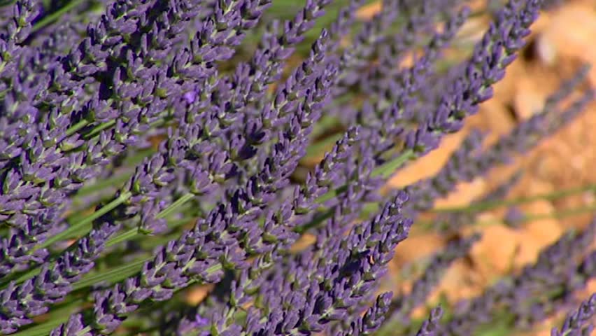 lavender in bloom on dry soil - close up. Lavender flowers and leaves are used as an herbal medicine, oil or herbal tea and are part of the culinary herb blend herbes de Provence.