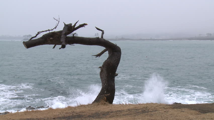 The famous "Dragon Tree" in Kesennuma, Japan which was shaped by the devastating tsunami which hit the north east of the country in March 2011.  Shot in full HD 1920x1080 30p on Sony EX1