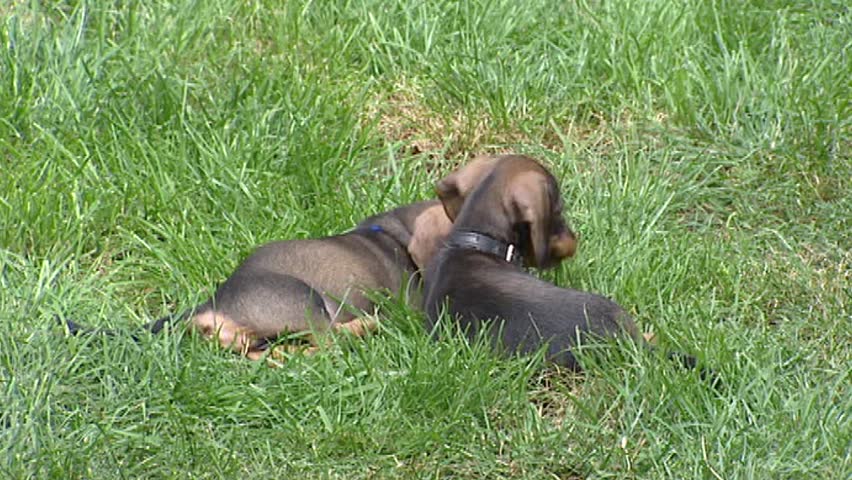 Miniature dachshund pups playing on lawn. The Dachshund was developed in Germany  especially for hunting badgers (dachs in German).
