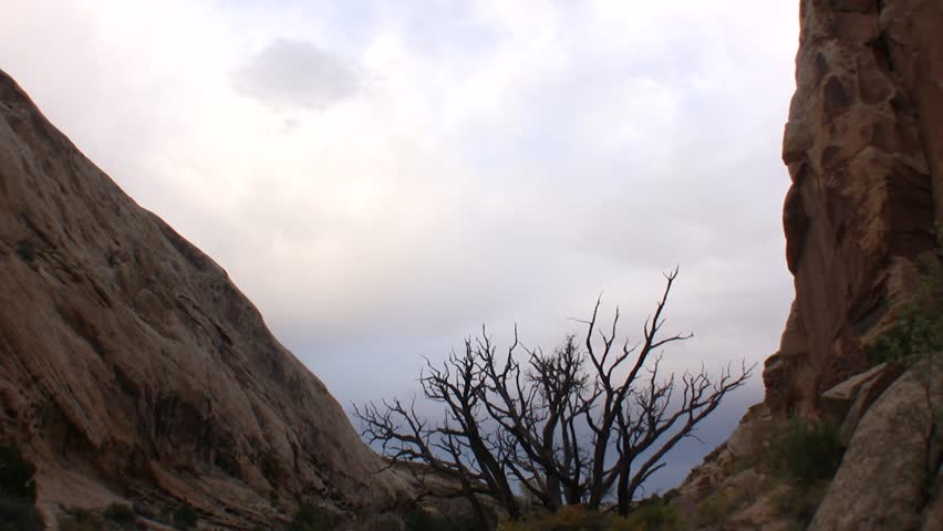 Tilt down to dead juniper tree in desert canyon, wide shot.