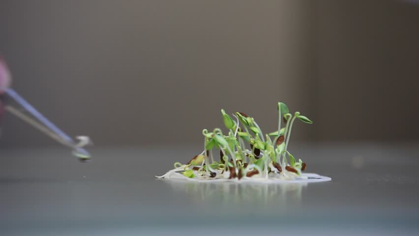 Counting and selecting a small group of germinating seedlings on a substrate surrounded by water or nutrient rich liquid with copyspace