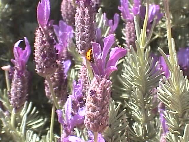 Purple flowers