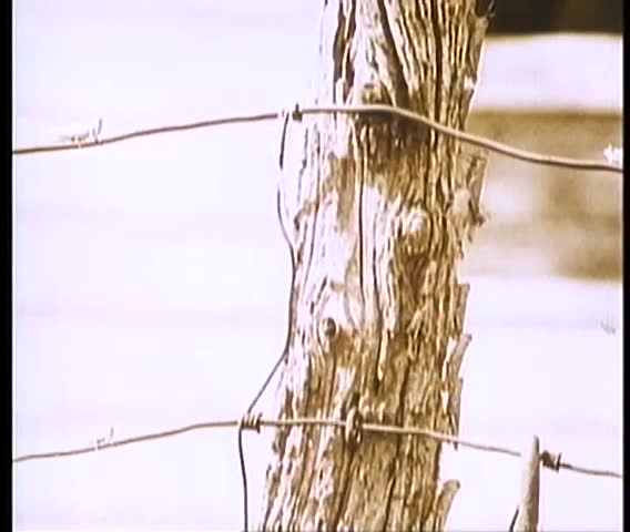Swarm of locusts invading corn field