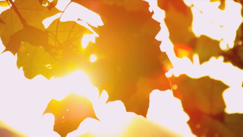 Header of fall