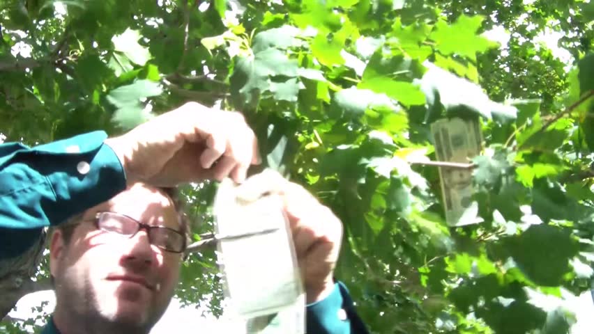 Businessman pulls money off of tree branches smiling and excited, capturing the old saying, with twenty dollar bills waving in sunlight.