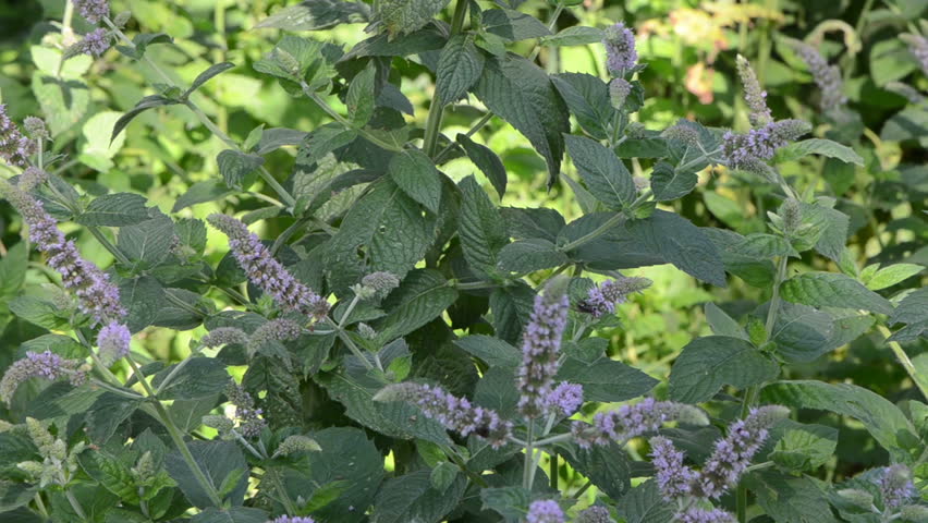 mint plant used for alternative medicine herbs and wicker wooden dish full of leaves.