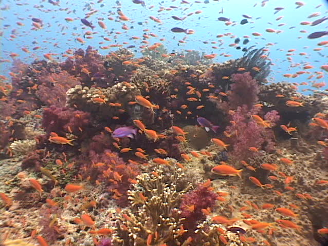 Panoramic view of coral and tropical fish of Fiji, South Pacific.