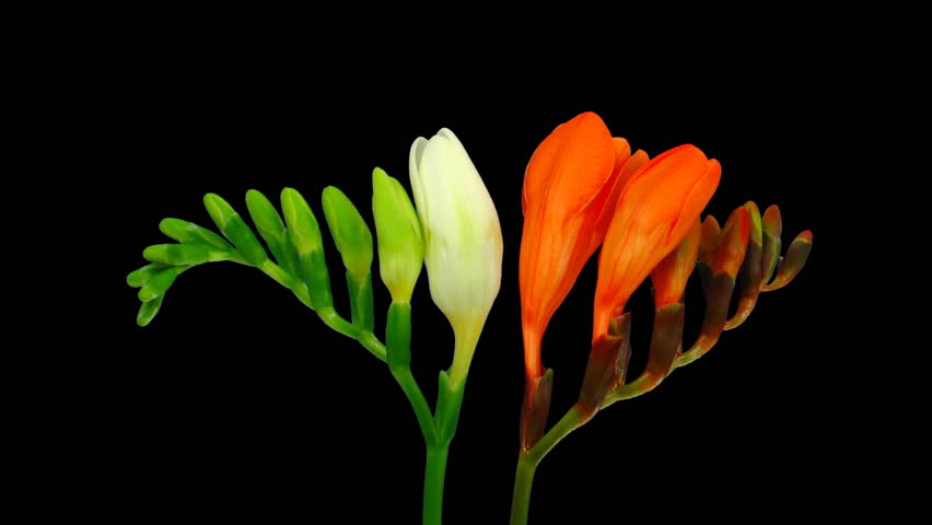 Time-lapse opening white orange freesia flower buds ALPHA matte 1 