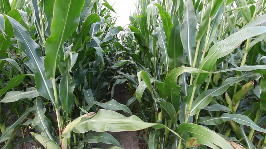 Steady walk along path between rows of fresh green maize, corn or mealie plants growing in an agricultural field