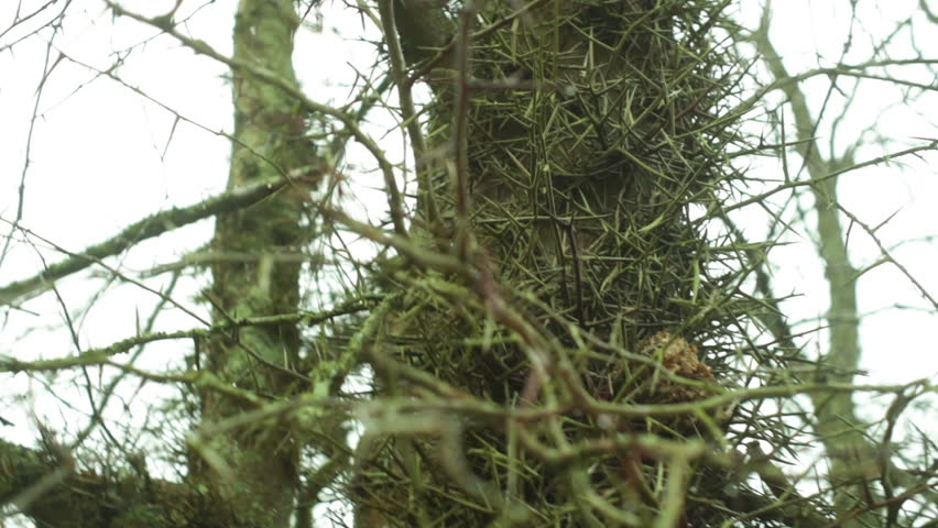 honey locust, thorny plant