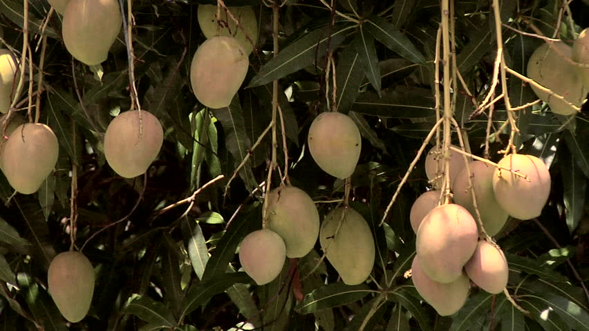 Mango Tree with Ripe Fruits in Farjado